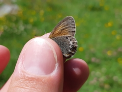 Coenonympha gardetta
