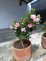Mandevilla sanderi