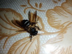 Apis dorsata breviligula