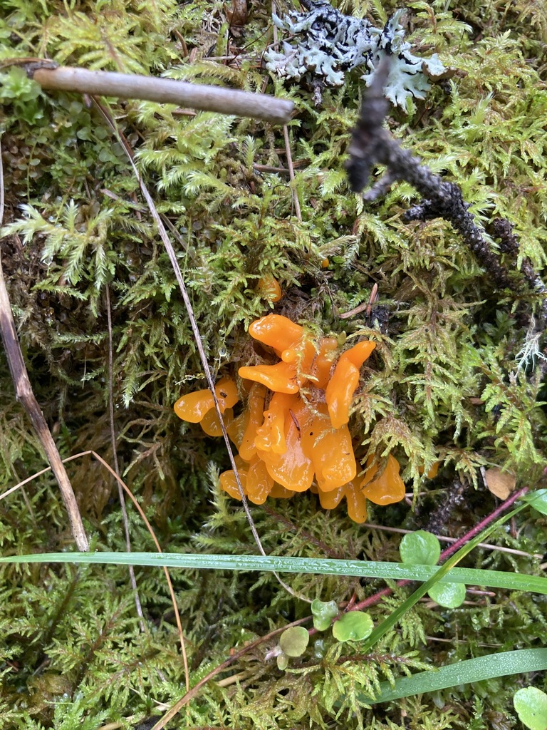 Fanshaped Jelly Fungus from Foothills County, AB, Canada on September