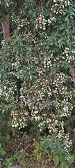 Calycophyllum candidissimum