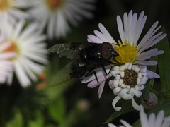 Copestylum violaceum