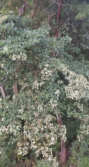 Calycophyllum candidissimum