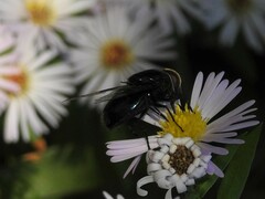 Copestylum violaceum