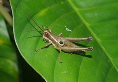 Ommatolampis perspicillata