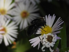 Copestylum violaceum