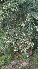 Calycophyllum candidissimum