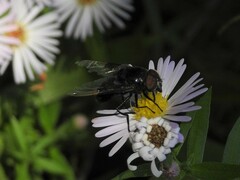 Copestylum violaceum
