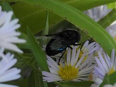 Copestylum violaceum