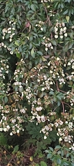 Calycophyllum candidissimum