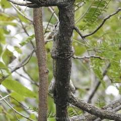 Sceloporus melanorhinus