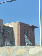 Columba livia domestica