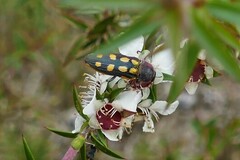 Castiarina xanthopilosa