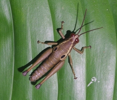 Ommatolampis perspicillata