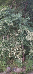 Calycophyllum candidissimum