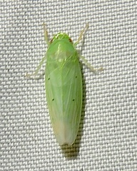 Gyponana apicata