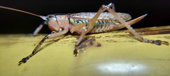 Nastonotus foreli