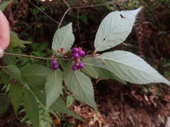 Callicarpa mollis