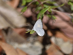 Candalides xanthospilos