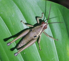Ommatolampis perspicillata