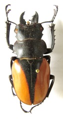 Odontolabis cuvera cuvera