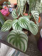 Peperomia argyreia