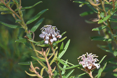 Grevillea sphacelata