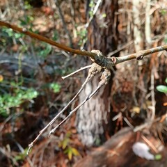 Andricus torreyaensis