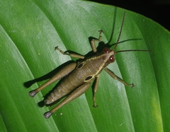 Ommatolampis perspicillata