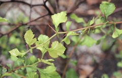 Crataegus flava
