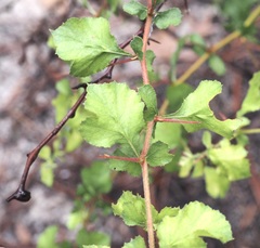 Crataegus flava