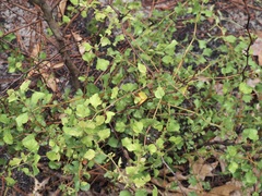 Crataegus flava