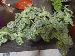 Fittonia