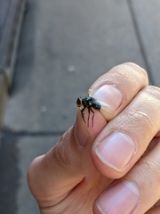 Chrysomya rufifacies