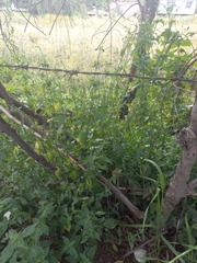 Dicliptera peduncularis