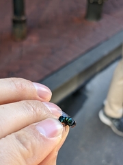 Chrysomya rufifacies