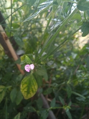 Dicliptera peduncularis