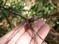 Andricus torreyaensis