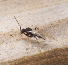 Aculeata