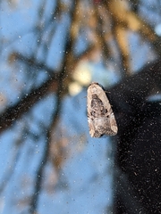 Elaphria chalcedonia