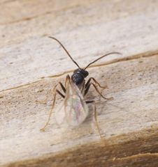 Aculeata