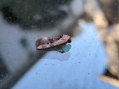 Elaphria chalcedonia