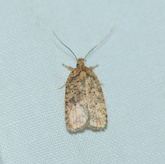 Agonopterix thelmae