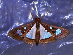 Glyphodes bivitralis