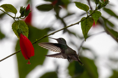 Chrysuronia versicolor