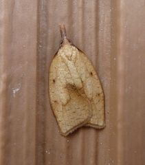 Sparganothis xanthoides