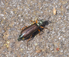 Lytta aenea