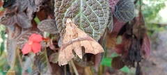 Aleuron iphis