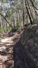 Alectura lathami lathami