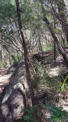 Alectura lathami lathami